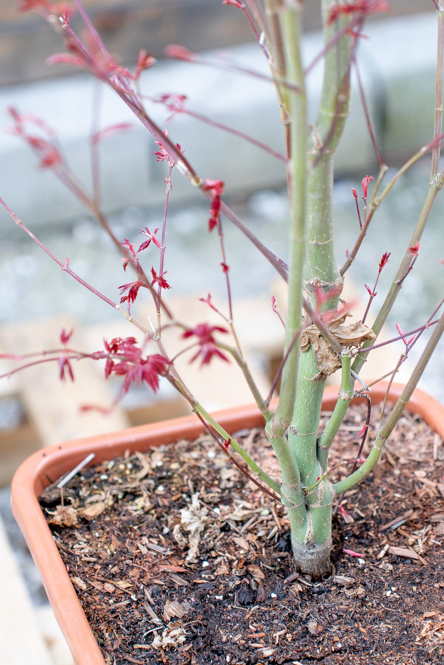 Acer Palmatum Medio