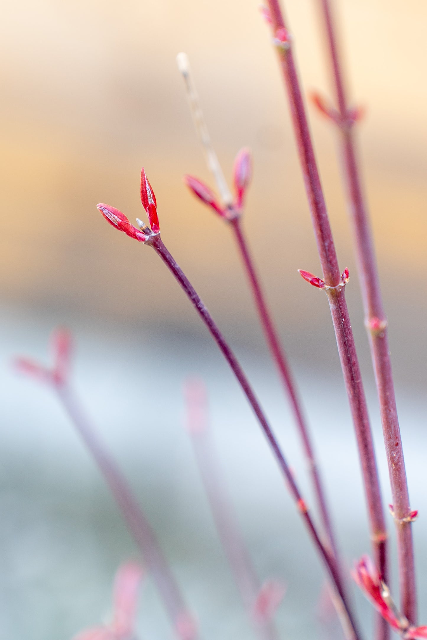 Acer Palmatum Medio