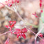 Acer Palmatum Medio