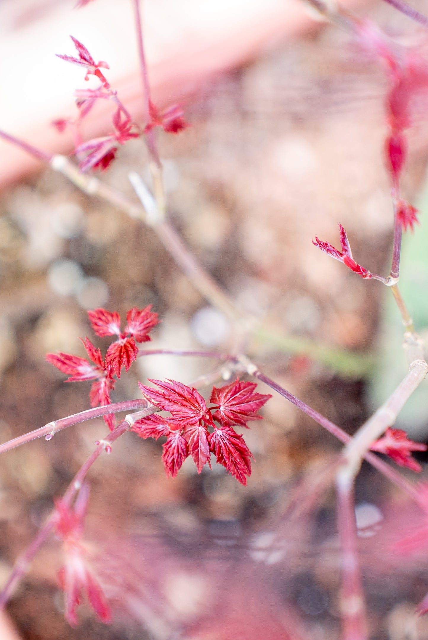 Acer Palmatum Medio