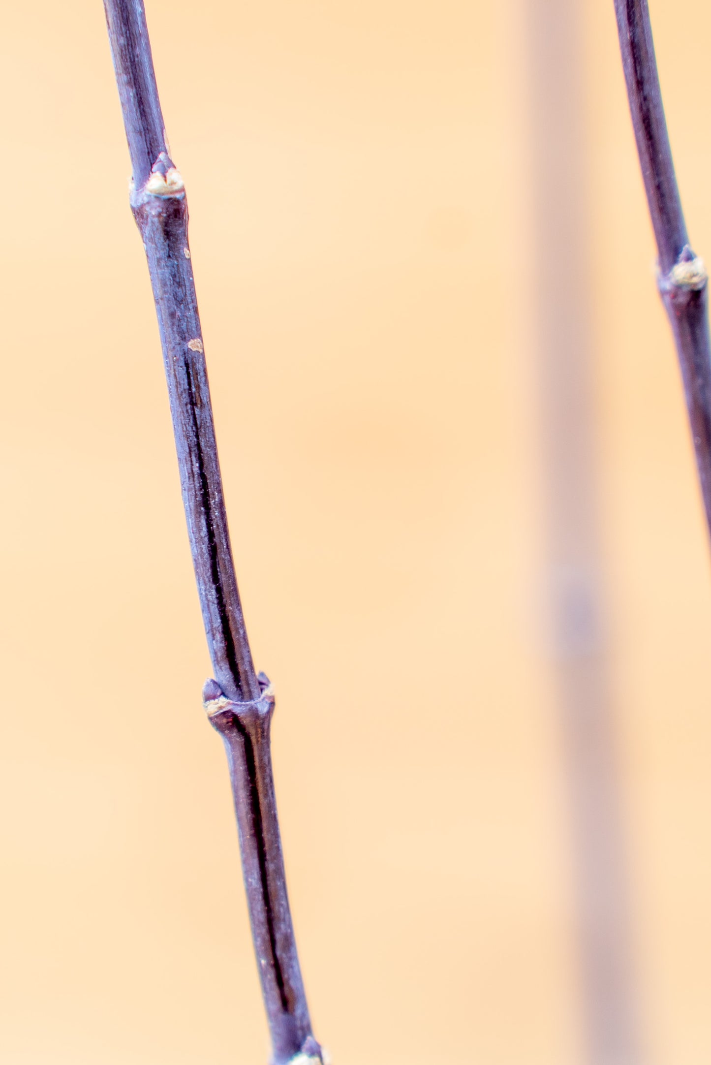 Acer Palmatum Medio