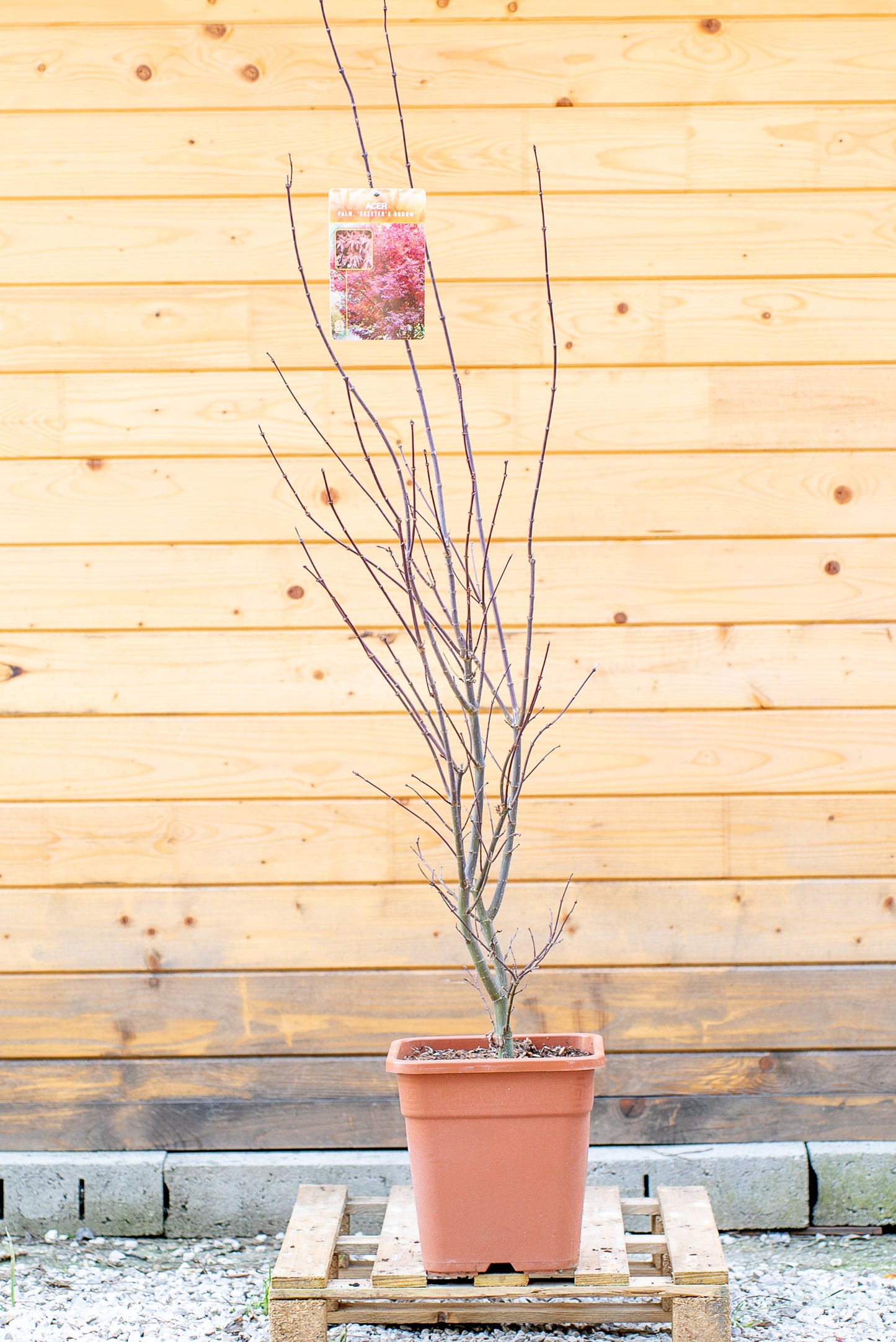 Acer Palmatum Medio