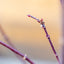 Acer Palmatum Medio