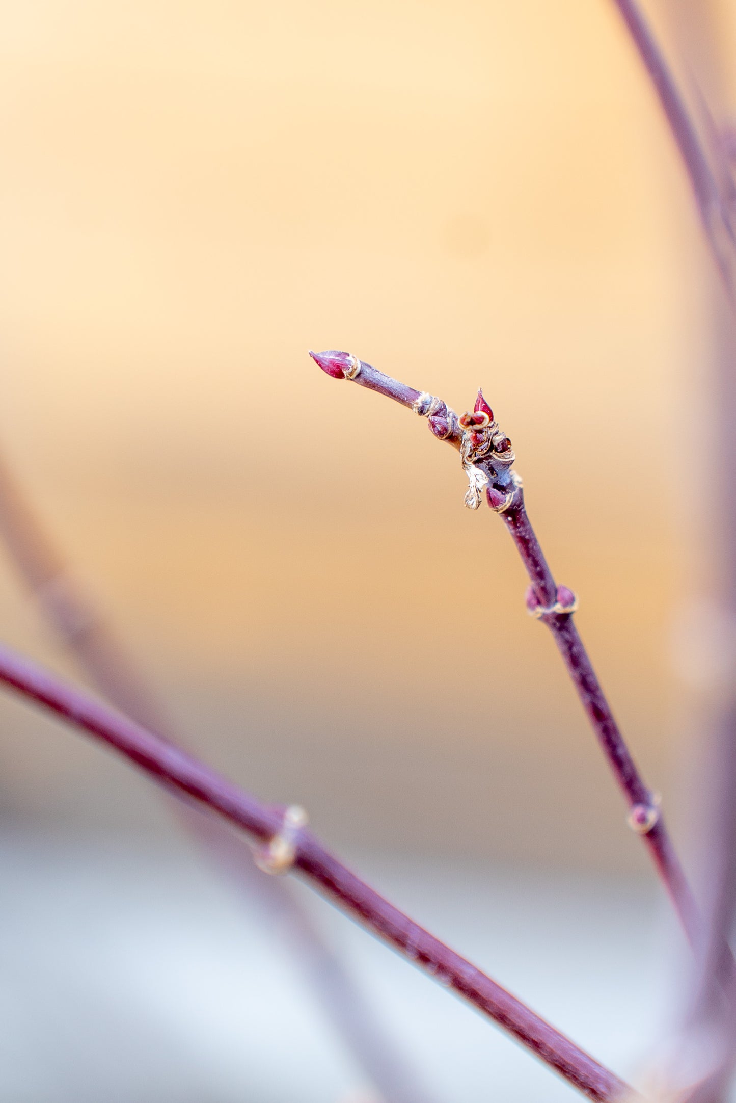 Acer Palmatum Medio