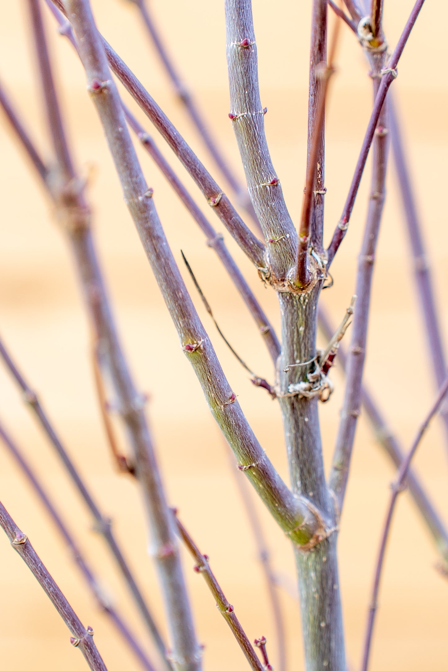 Acer Palmatum Medio