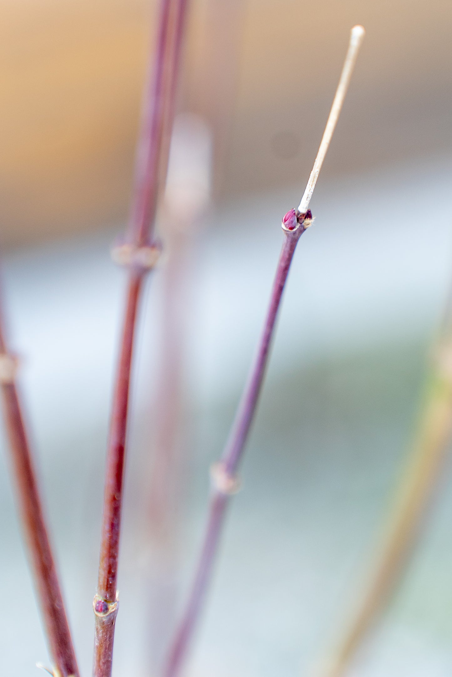 Acer Palmatum Medio