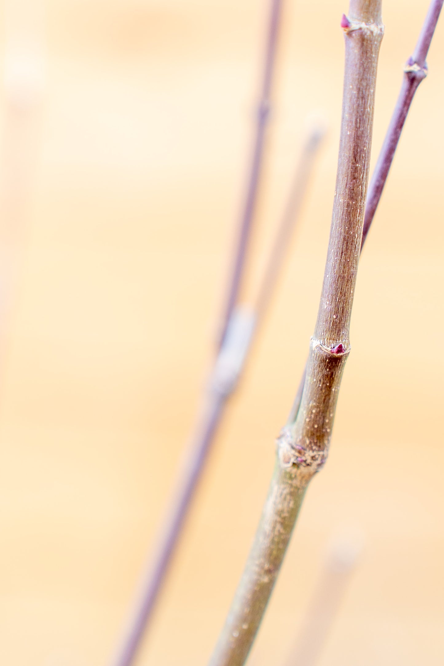 Acer Palmatum Medio