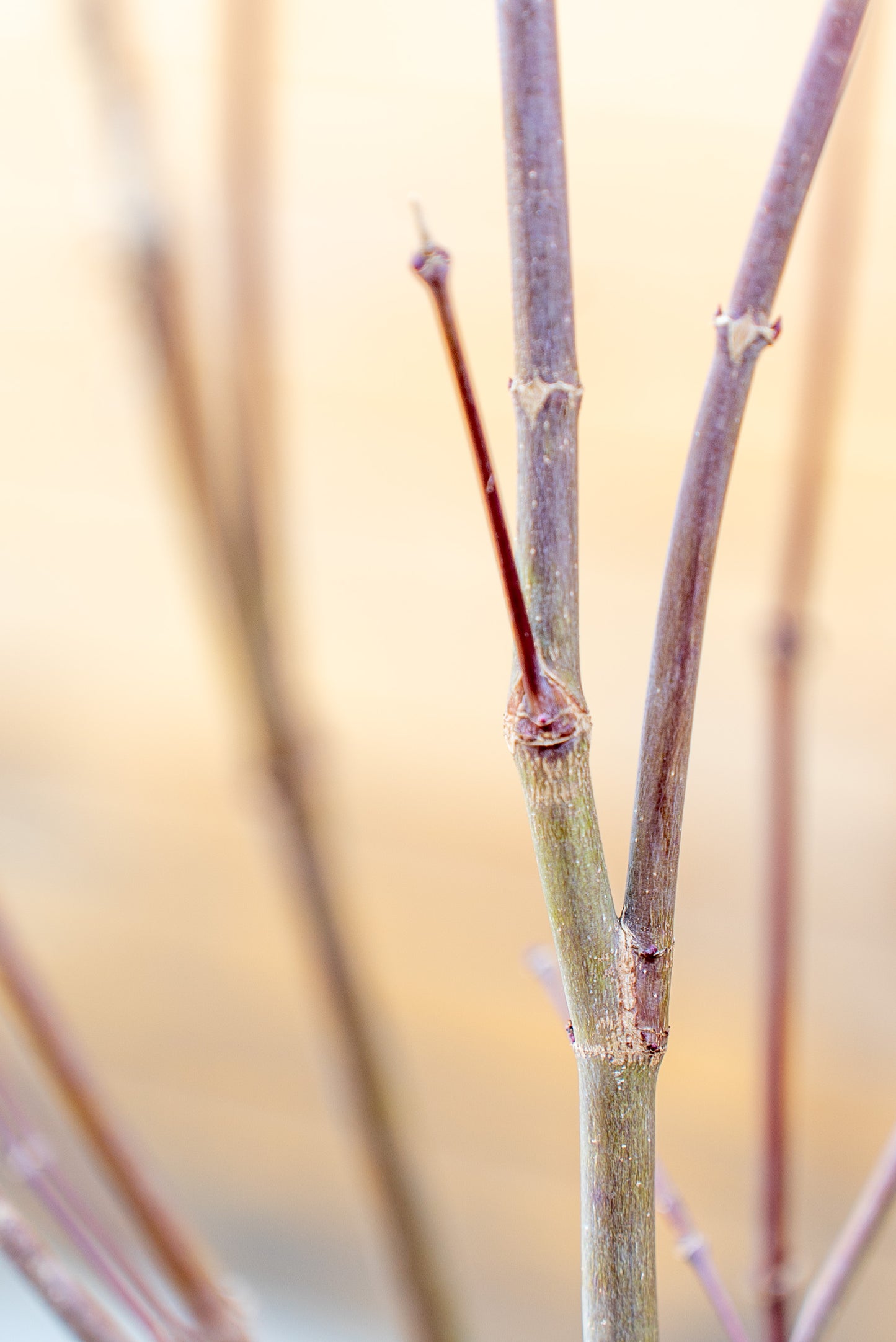 Acer Palmatum Medio