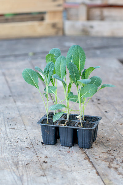 Cavolo Nero Toscano