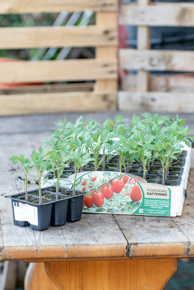 Piantina di Pomodoro Datterino