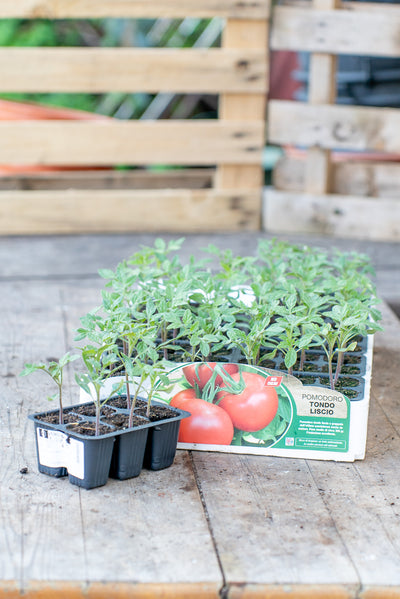 Pomodoro Tondo Liscio