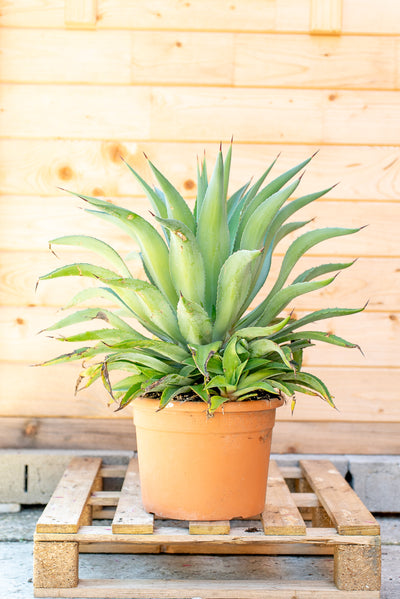 Agave Desmetiana