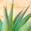 Agave Desmetiana