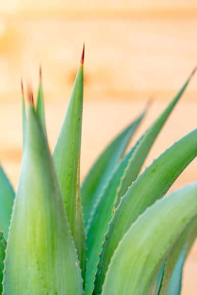 Agave Desmetiana