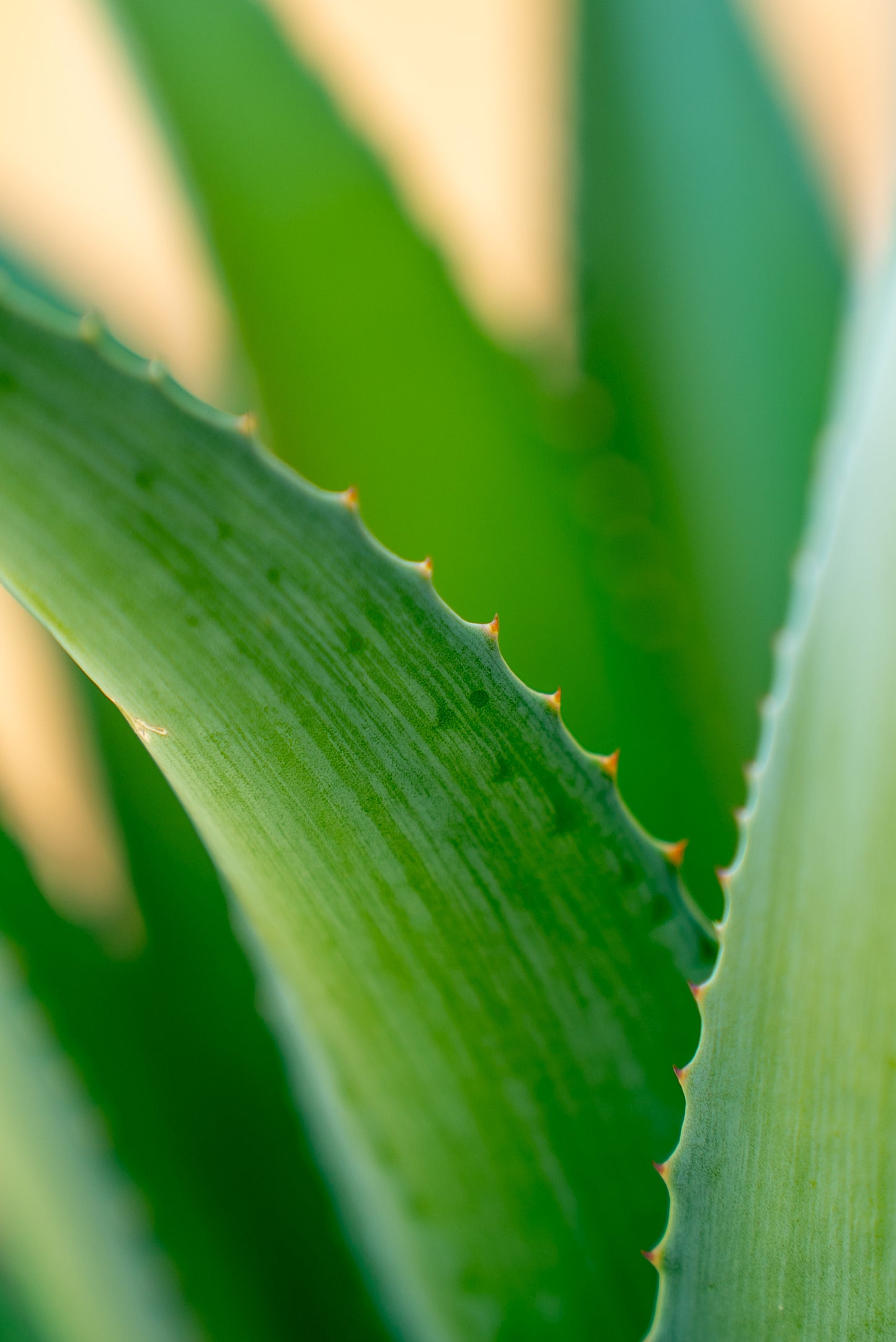 Agave Desmetiana