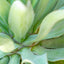 Agave Desmetiana