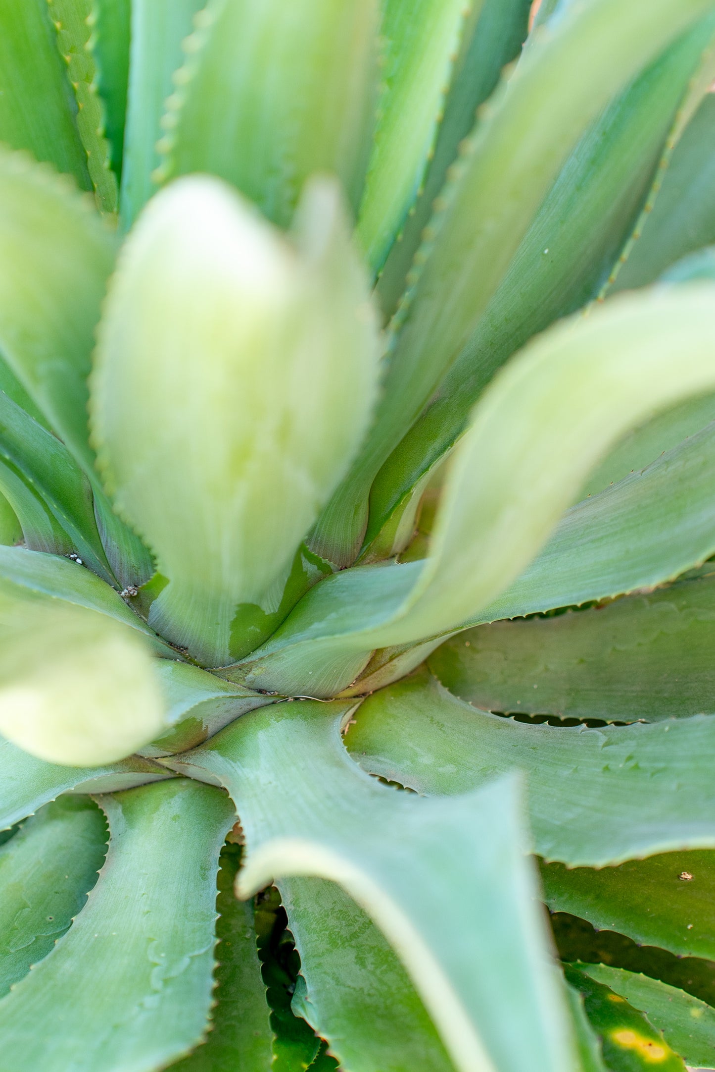 Agave Desmetiana