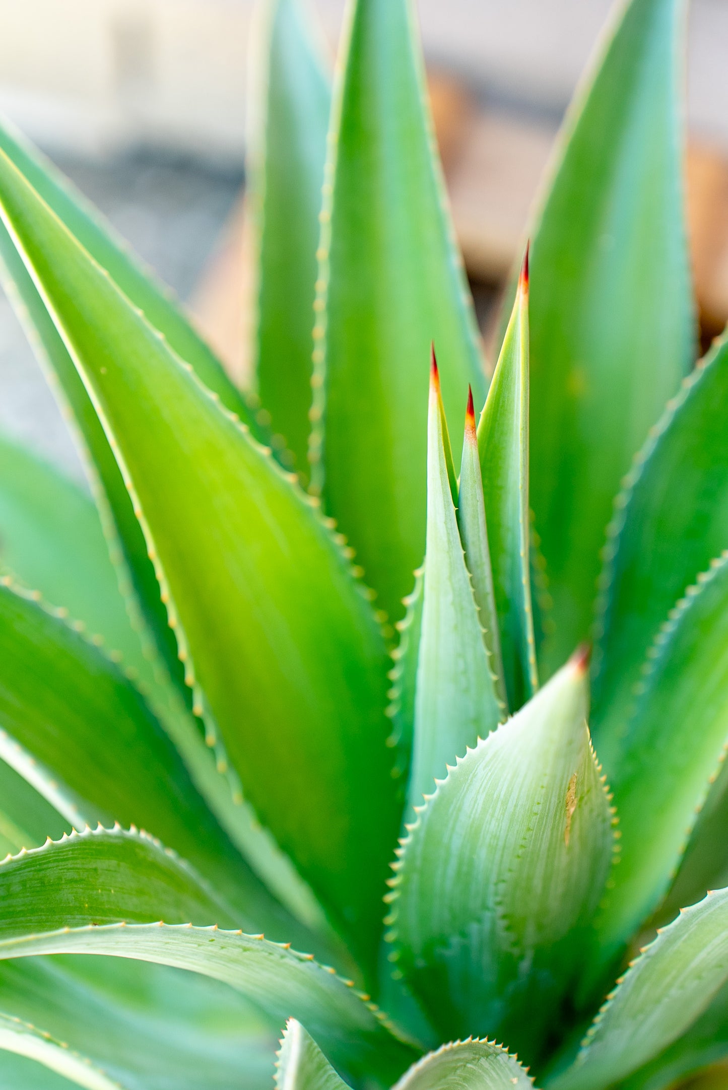 Agave Desmetiana