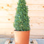 Buxus Forma Piramide