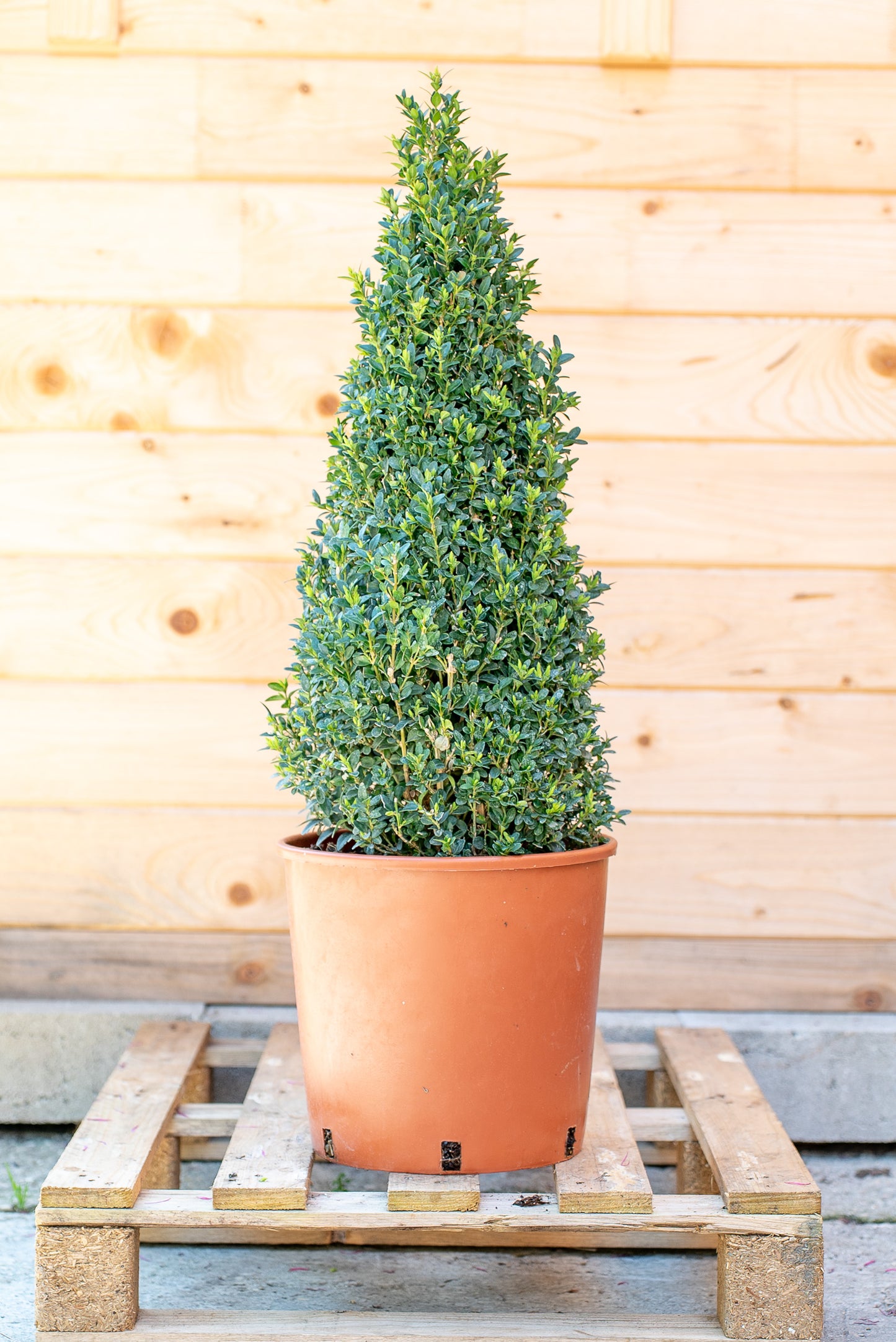 Buxus Forma Piramide