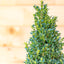 Buxus Forma Piramide