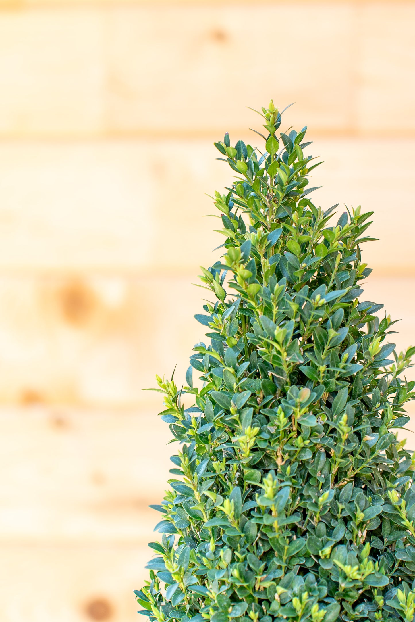 Buxus Forma Piramide