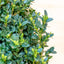 Buxus Forma Piramide