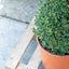 Buxus Forma Piramide