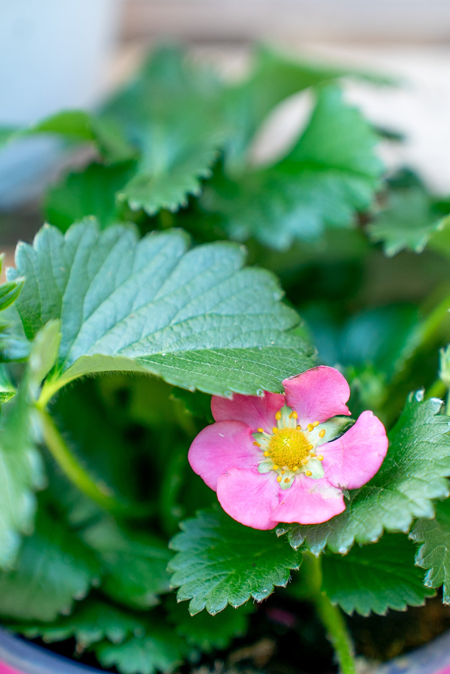 Fragola Rifiorente