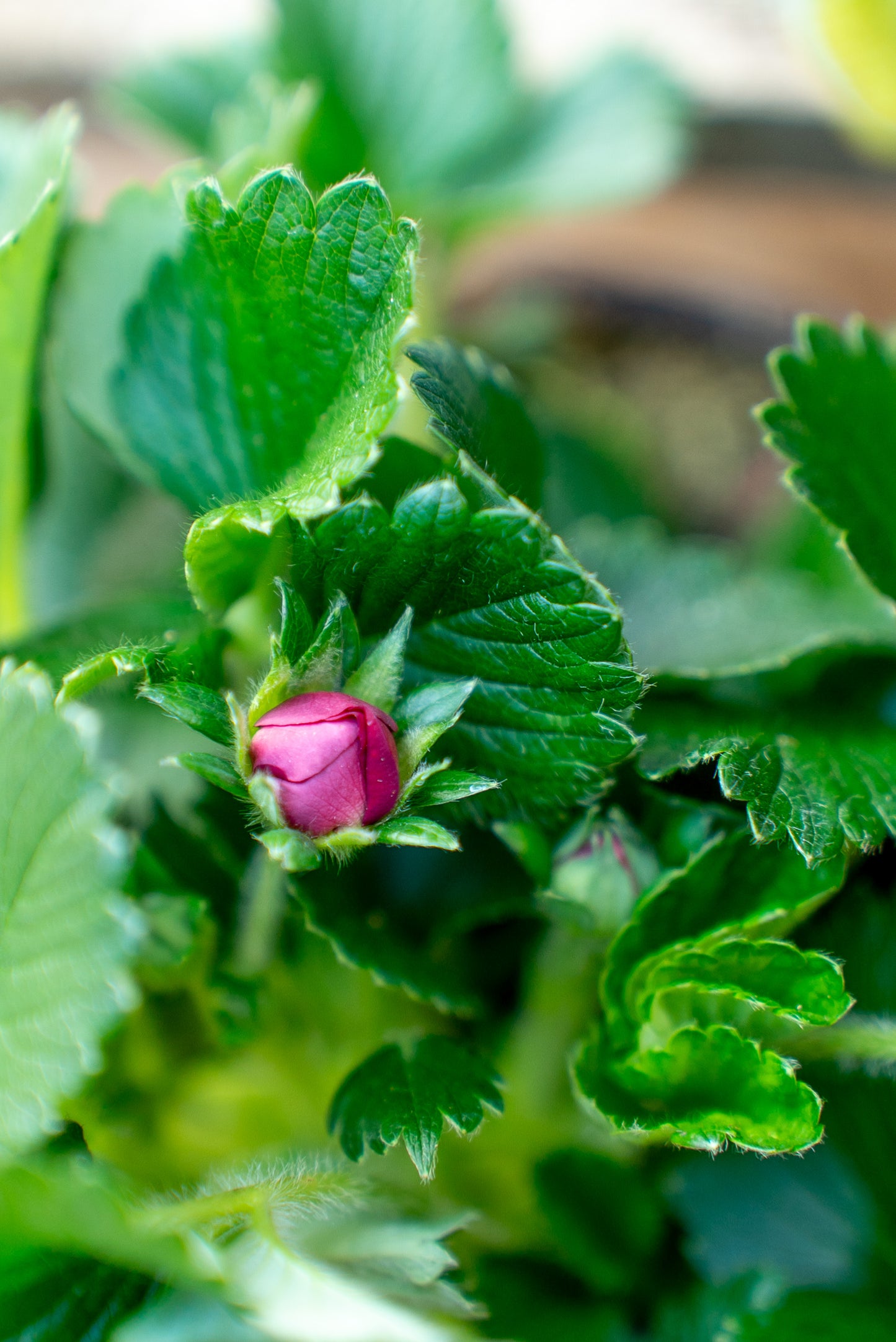 Fragola Rifiorente