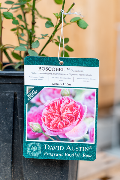 Rosa Boscobel