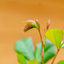Rosa Uetersener Klosterrose