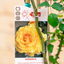 Rosa Rampicante Red Flame