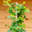 Rosa Rampicante Red Flame
