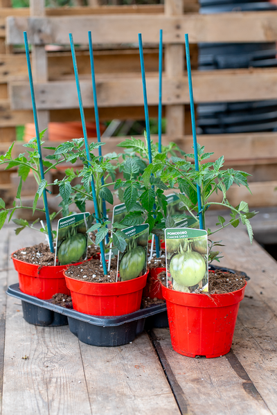 Pomodoro Camone Sardo
