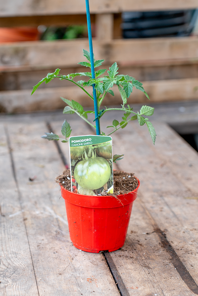 Pomodoro Camone Sardo
