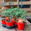 Pomodoro Cuore Di Bue