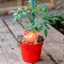 Pomodoro Cuore Di Bue