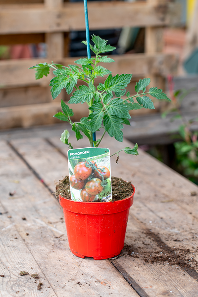 Pomodoro Zebrino