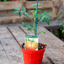 Pomodoro Pantano