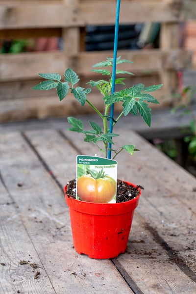 Pomodoro Pantano