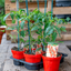 Pomodoro Piccadilly