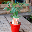 Pomodoro Piccadilly