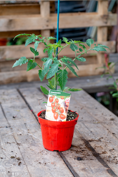Pomodoro Piccadilly