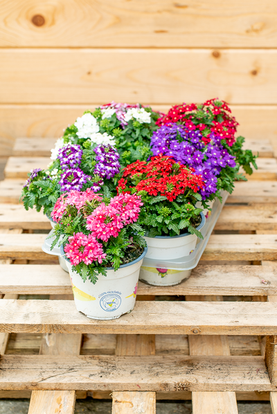 Verbena