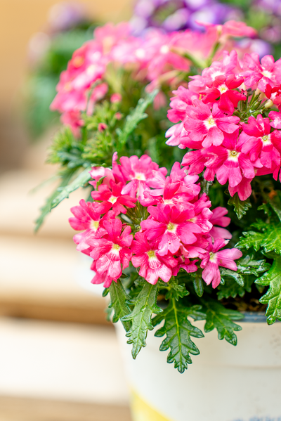 Verbena