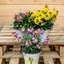 Erysimum
