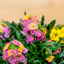 Erysimum