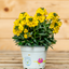 Erysimum