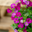 Aubretia